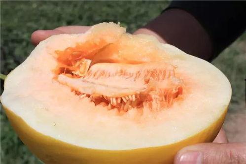 在家吃蜜瓜视频,在家轻松享受夏日甜蜜时光 在家吃蜜瓜视频,在家轻松享受夏日甜蜜时光