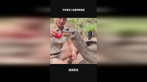 老王八吃瓜视频大全集,揭秘娱乐圈幕后真相 老王八吃瓜视频大全集,揭秘娱乐圈幕后真相