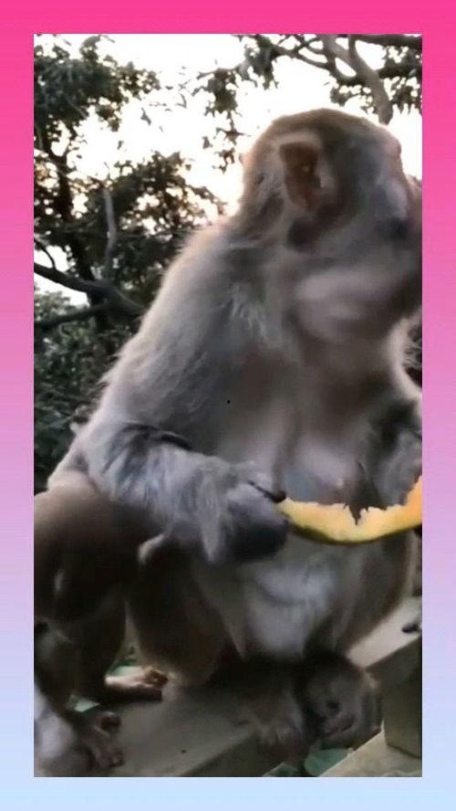 猴子博主吃瓜视频大全,趣味横生的娱乐圈揭秘 猴子博主吃瓜视频大全,趣味横生的娱乐圈揭秘