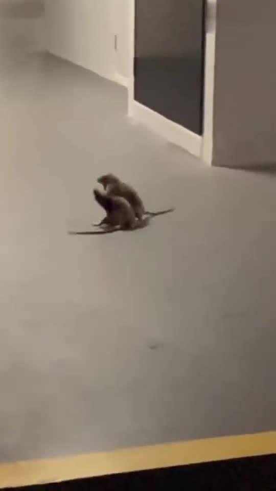猫咪看戏吃瓜视频大全,猫咪看戏吃瓜视频大全,萌态百出笑翻天 猫咪看戏吃瓜视频大全,猫咪看戏吃瓜视频大全,萌态百出笑翻天