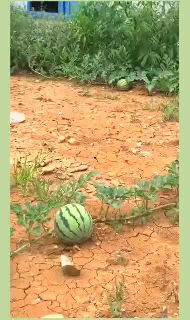 吃的瓜怎么留种子呢视频,瓜类种子收藏与留种技巧揭秘 吃的瓜怎么留种子呢视频,瓜类种子收藏与留种技巧揭秘