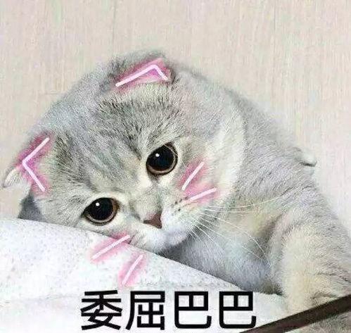 娱乐吃瓜君折耳猫原视频,折耳猫原视频背后的故事 娱乐吃瓜君折耳猫原视频,折耳猫原视频背后的故事