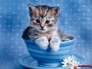 小猫可以吃蜜瓜嘛视频讲解,蜜瓜对猫咪友好吗?小猫可以吃蜜瓜吗? 小猫可以吃蜜瓜嘛视频讲解,蜜瓜对猫咪友好吗?小猫可以吃蜜瓜吗?