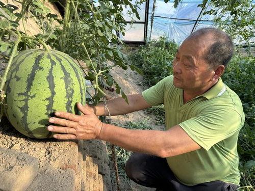 大爷树下吃瓜视频大全集,笑谈人生百态 大爷树下吃瓜视频大全集,笑谈人生百态