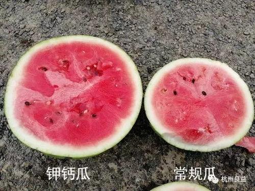 吃生瓜的视频大全,生瓜视频大全大揭秘 吃生瓜的视频大全,生瓜视频大全大揭秘
