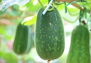 炎热吃瓜的视频,吃瓜群众欢乐多