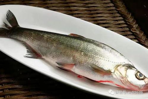 海外华人吃瓜捞鱼视频,体验地道乡愁滋味